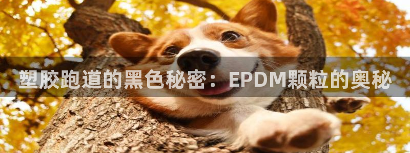 尊龙官网/首选kpm：塑胶跑道的黑色秘密：EPDM颗